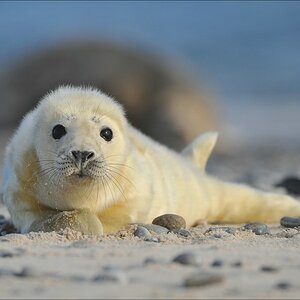 acomp Helgoland 20120102 12461