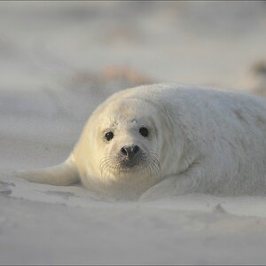 acomp Helgoland 20111230 3885
