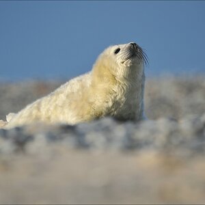 acomp Helgoland 20111230 1993