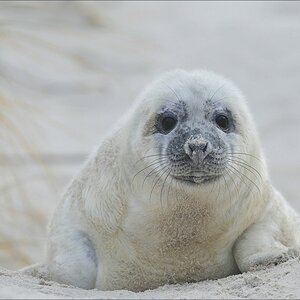 acomp Helgoland 20111231 5157