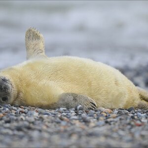 acomp Helgoland 20120101 8855