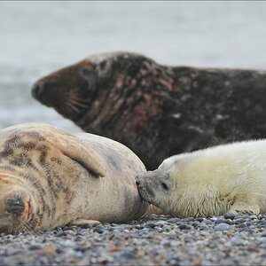 acomp Helgoland 20120102 11488