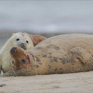 acomp Helgoland 20120102 11701