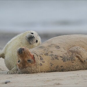 acomp Helgoland 20120102 11706