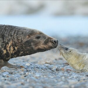 acomp Helgoland 20111230 4852