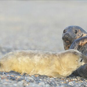 acomp Helgoland 20120101 9992