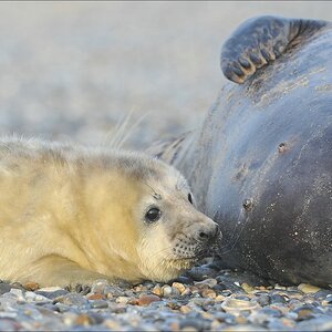 acomp Helgoland 20120101 10069
