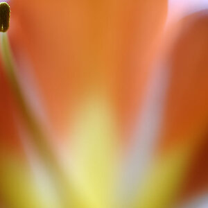 Makroversuch an einer Blume