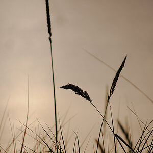 among the reeds