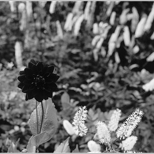Lanhydrock7