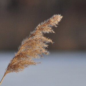 Gras