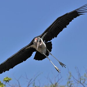 Marabu
South Luangwa
6874