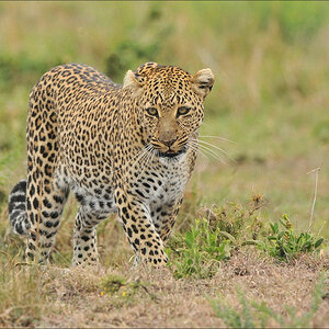 acomp Kenia 20111014 08249