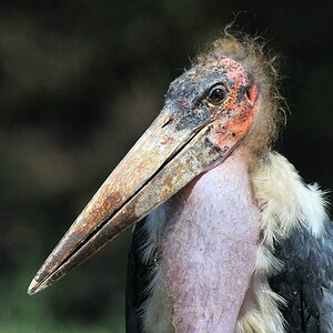 Marabu
South Luangwa
8207