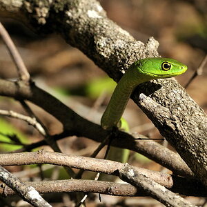 Angolan green snake