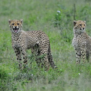 Young Cheetah