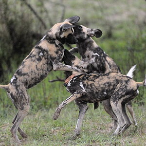 Wild Dogs