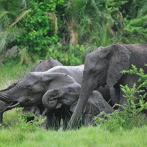 Elefanten im Tembe NP, SA