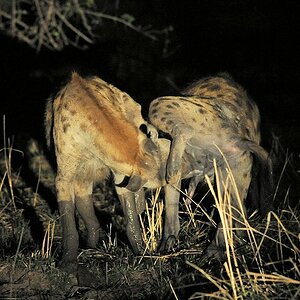 Zwei Hyänen lecken sich gegenseitig ihren eregierten Penis.
South Luangwa
7637