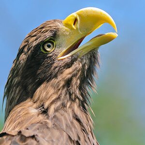 Seeadler