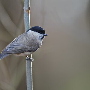 Sumpfmeise (Parus palustris)