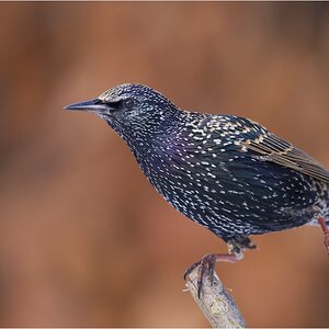 Star (Sturnus vulgaris) (1)
