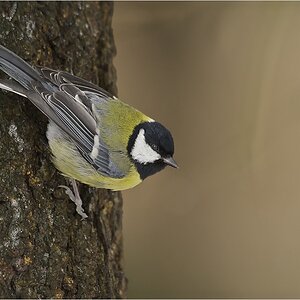 Kohlmeise (Parus major)