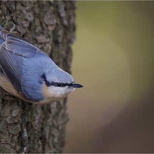 Kleiber (Sitta europea)