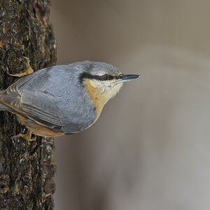 Kleiber (Sitta eropaea)