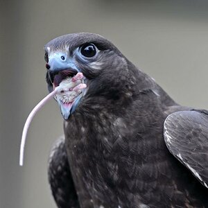 Sakerfalke mit Snack a22854603