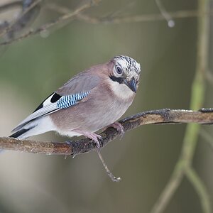 Eichelhaeher (Garrulus glandarius)