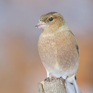 Buchfink (Fringilla coelebes)