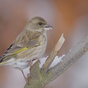 Buchfink (Fringilla coelebes) (7)