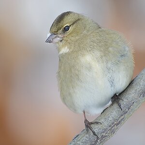 Buchfink (Fringilla coelebes) (3)