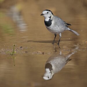 Bachstelze (Motacilla alba)