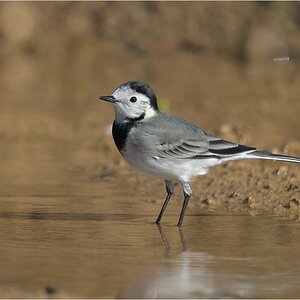 Bachstelze (Motacilla alba)