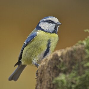 Blaumeise