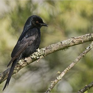 Trauerdrongo