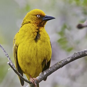 Webervogel