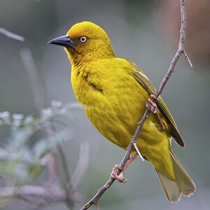 Webervogel (2)