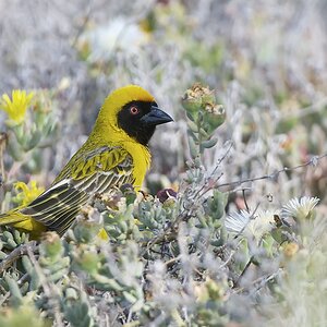 Masked Weaver