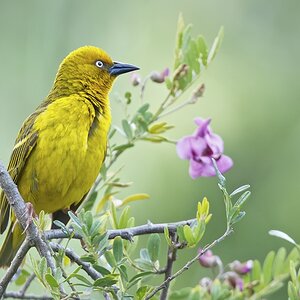 Webervogel