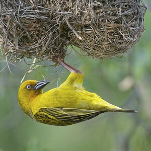 Webervogel