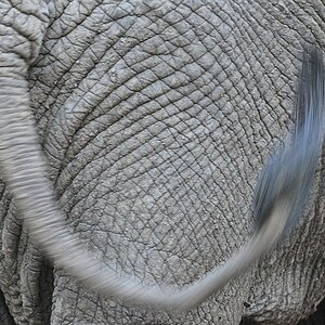 Elefant
7401