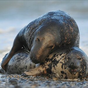 acomp Helgoland 20111230 2897