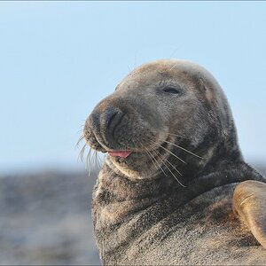 acomp Helgoland 20120102 11274