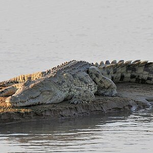 Krokodil
South Luangwa
8839