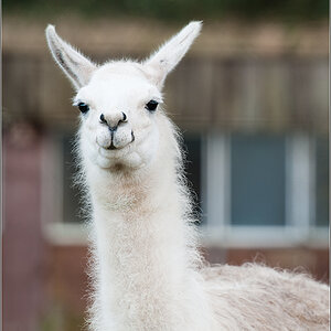 Lama