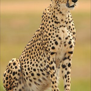 acomp Kenia 20111014 07651a