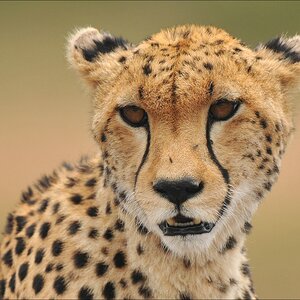 acomp Kenia 20111014 08387a